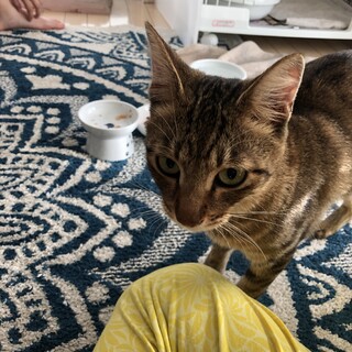 かわいいキジトラの甘えん坊男の子1歳