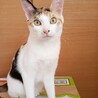 妹でヤンチャです。人みずで慣れるのに時間がかかります。