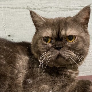 ミヌエット長足、まん丸おめ目の男の子♪