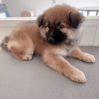 尻尾ふりふり野犬ベビー