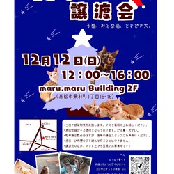 猫の譲渡会(子猫 おとな猫 ときどき犬)