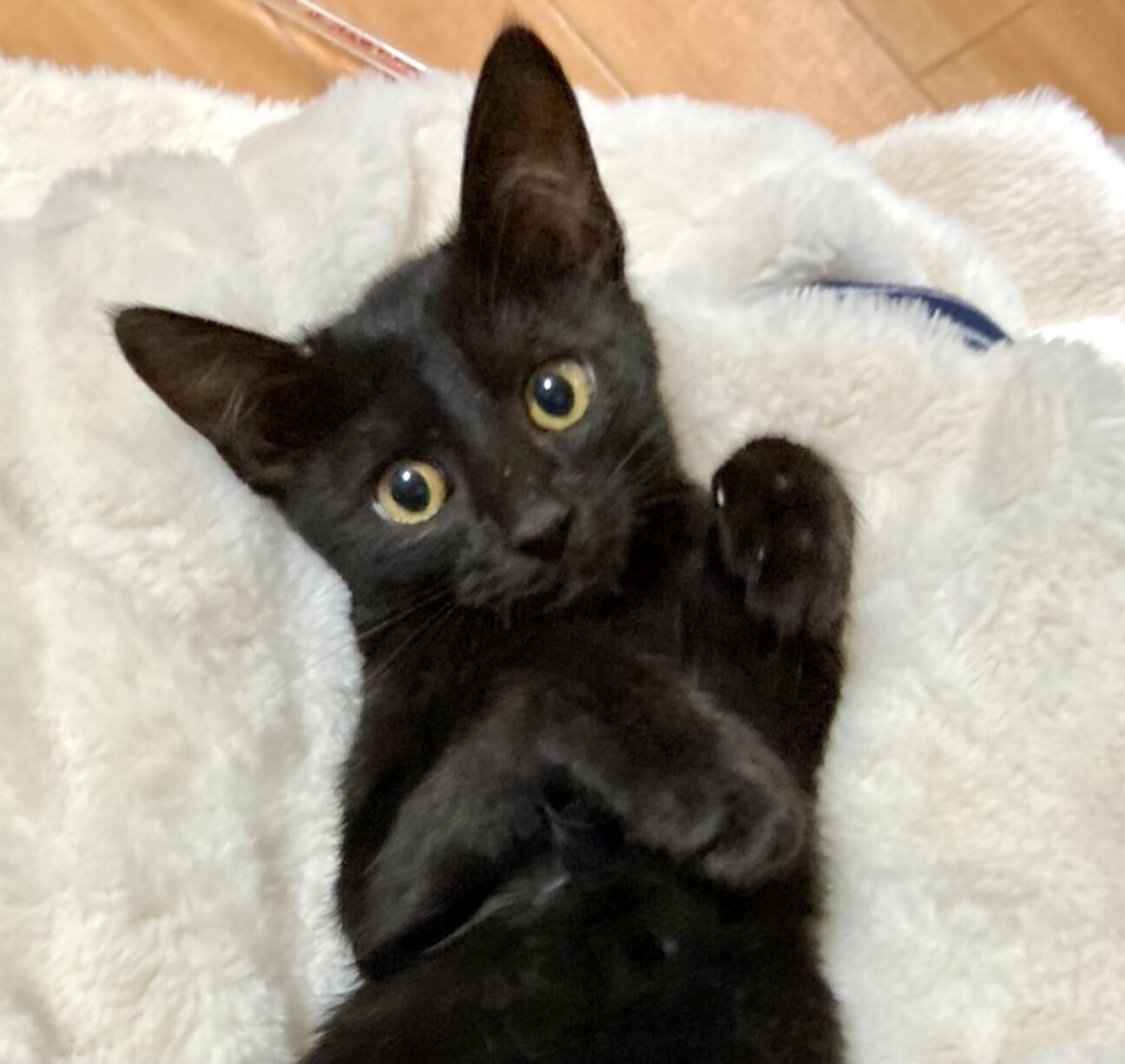 黒猫優しくて人が大好き甘 東京都 猫の里親募集 391067 ペットのおうち 月間利用者150万人