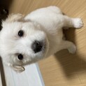つばきちゃん里親様決定！