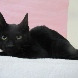 保健所収容：仮名・ジン♂