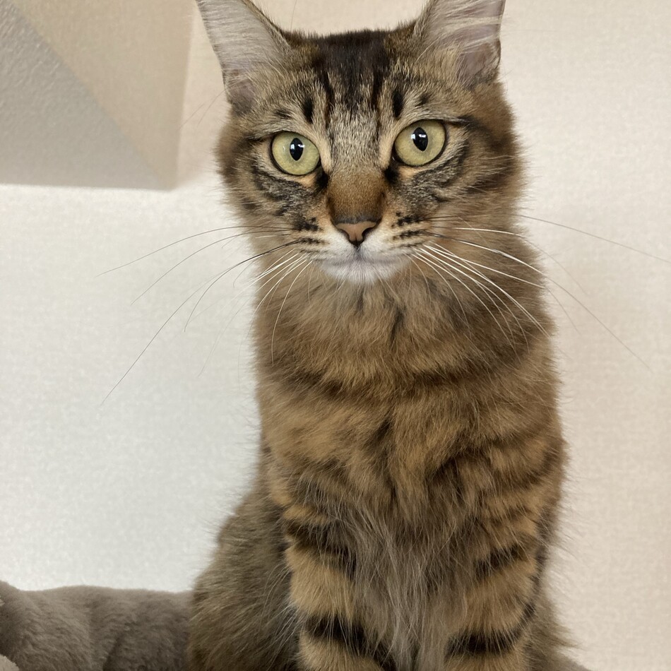 Nana&Mikuのカバー写真