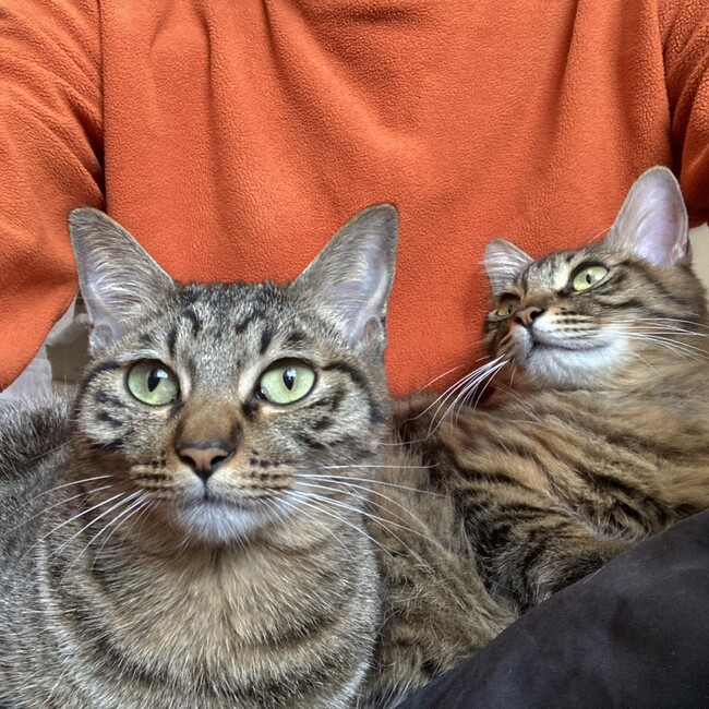 cat_takkiのカバー写真