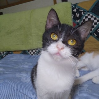 覆面キャットのマスクちゃん。