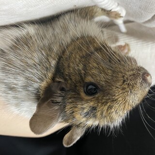 元気いっぱいのデグーです