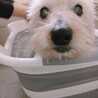 まゆあみめろん
