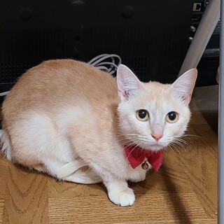 成猫の里親募集