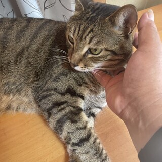 金くん5歳 可愛がっていただける方　探しています。