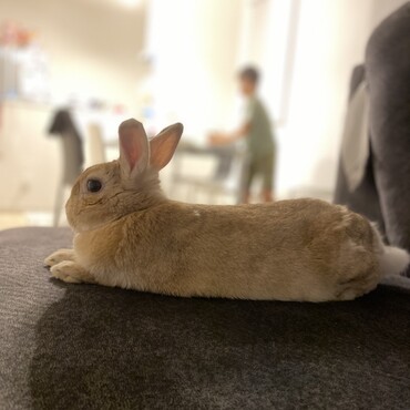 避妊手術もして、もう4歳になるねー。