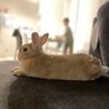 避妊手術もして、もう4歳になるねー。