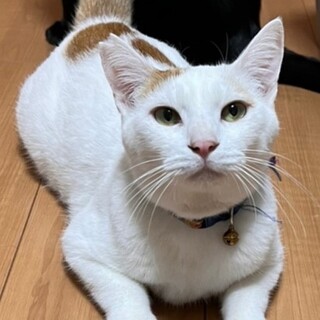 可愛くおねだり♡ほわくん《11/14譲渡会参加》