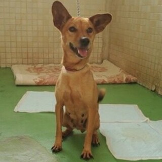 【里親決定】ありがとうございました！