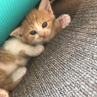 人懐こい茶白ちゃん