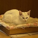 ６兄弟の長女②白猫