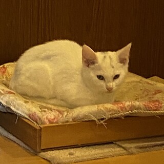 ６兄弟の長女②白猫