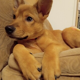 「てん」男の子