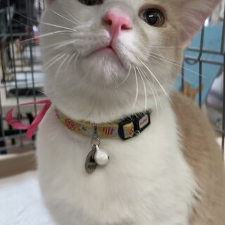 募集停止人懐っこくて綺麗な男の子のぞみ