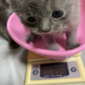 エキゾチック生後31日目