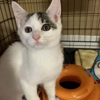 ありがとうございました★可愛い雉白トルテくん