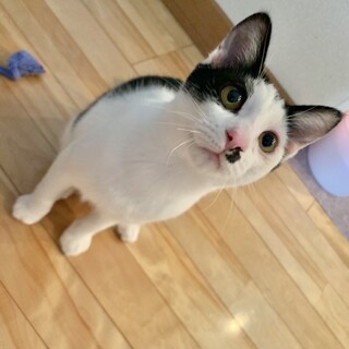 ありがとうございました★優しい白黒モウちゃん