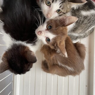 仲良し子猫の三姉妹☆生後4か月
