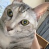 もりもりたろう