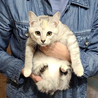 子猫の里親募集