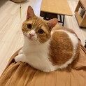 スコティッシュ♂ 元気な男の子 こむぎ