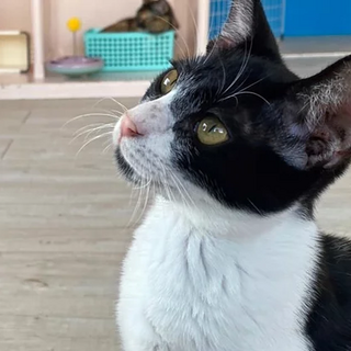 ぶち猫｢アゴーニ｣  3ss5