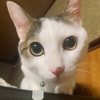 そば助