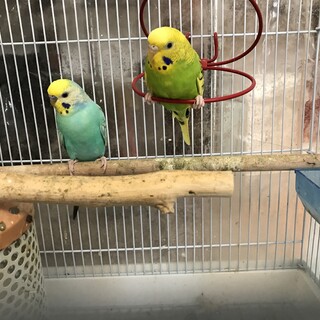 セキセイインコ　2羽