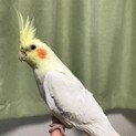 オカメインコ　メス