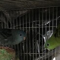 サザナミインコ　2羽　ブルー&グリーン