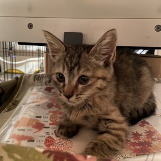 子猫のミカサちゃん