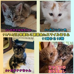 保護ねこ譲渡会inスマイルほうふ サムネイル2