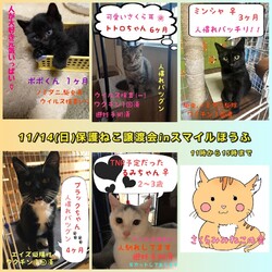保護ねこ譲渡会inスマイルほうふ サムネイル3