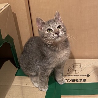 子猫のアルミン君
