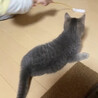 子猫のアルミン君 サムネイル4