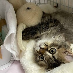 ★中止★おきなわ美ら仔猫―ず♡譲渡会 in 天白区