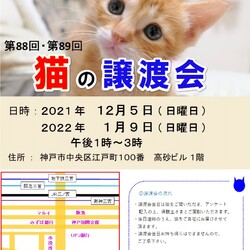 猫の譲渡会in神戸三宮 ¨ 猫のミーナ ¨