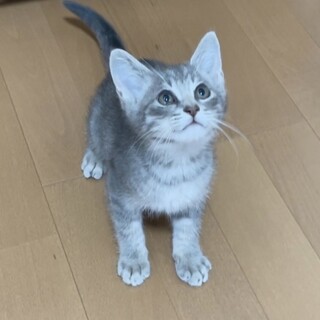 子猫のチョビ君