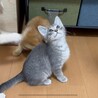 子猫のチョビ君 サムネイル2