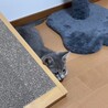 子猫のチョビ君 サムネイル4