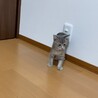 子猫のチョビ君 サムネイル5