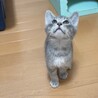 子猫のチョビ君 サムネイル7