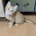 子猫のチャー君