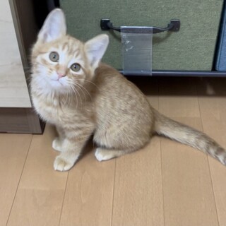 子猫のチャー君
